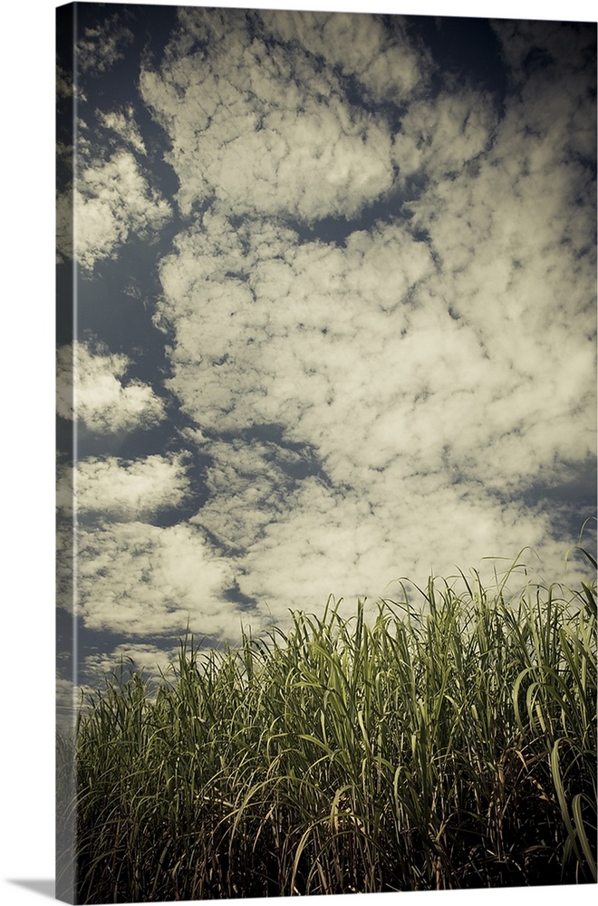 Sugar cane in a field, St. Martinville, St. Martin Parish, Louisiana