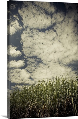 Sugar cane in a field, St. Martinville, St. Martin Parish, Louisiana