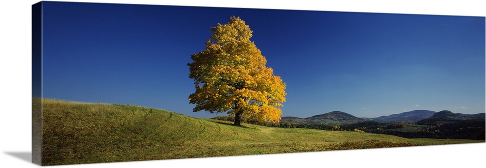Sugar Maple tree on a hill, Peacham, Caledonia County, Vermont, USA.