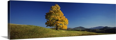 Sugar Maple tree on a hill, Peacham, Caledonia County, Vermont