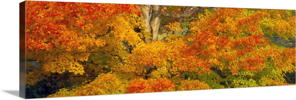 Giant, horizontal close up photograph of a sugar maple tree with bright fall foliage in White Mountain National Forest, Ne...