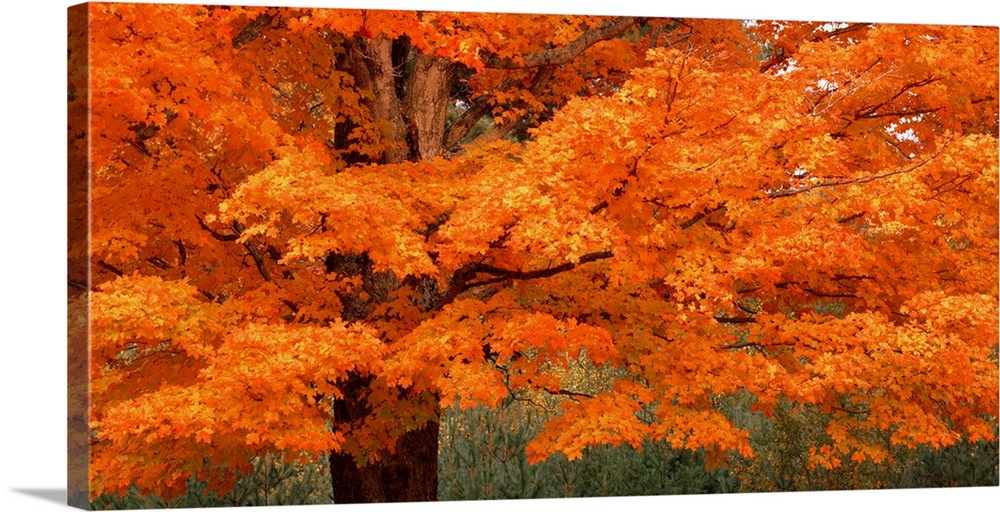 This landscape photograph is a close up of vibrantly colored leaves on a New England tree in autumn.