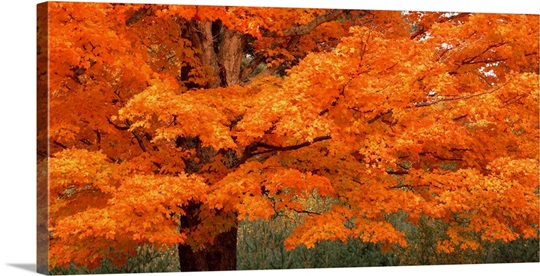 Sugar Maple White Mountain National Forest NH Photo Canvas Print ...