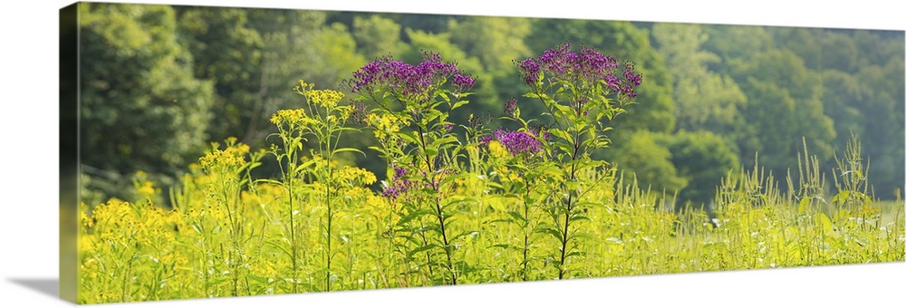 Summer weeds, Cuyahoga Valley National Park, Cuyahoga County, Ohio