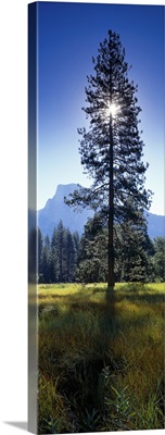 Sun behind pine tree, Half Dome, Yosemite Valley, California