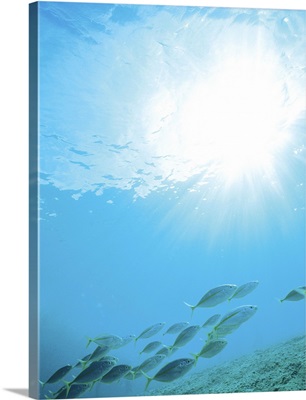 Sunbeam in blue water, fishes swimming