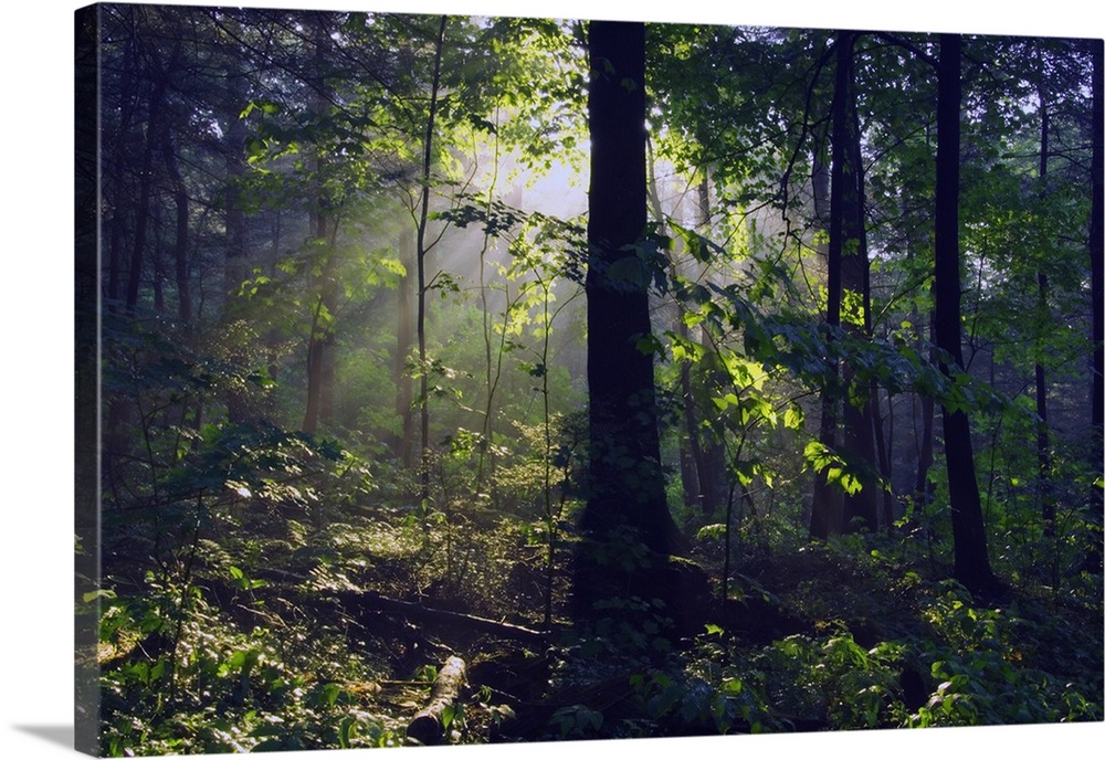 Canvas print of sunshine breaking through leaves in a dense forest.