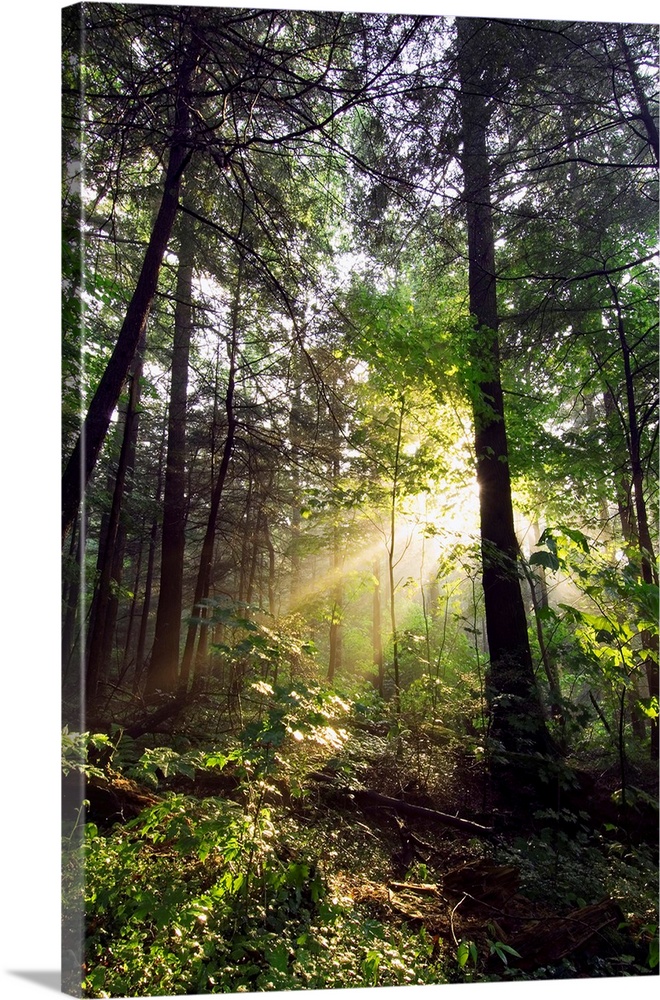 Light shines through gaps in the summer foliage to illuminate the forest floor in this vertical landscape photograph.