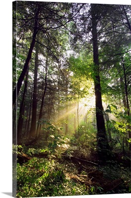 Sunbeams in dense forest, Great Smoky Mountains National Park, Tennessee