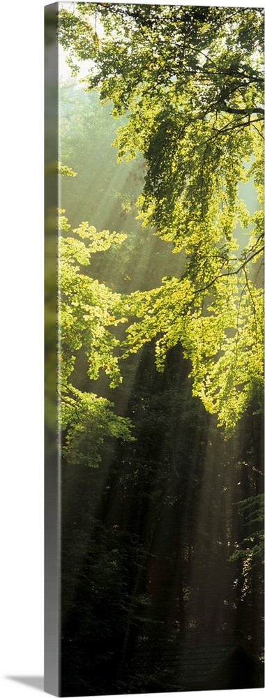 Sunbeams shining through trees in a forest, Swabian Alb, Germany