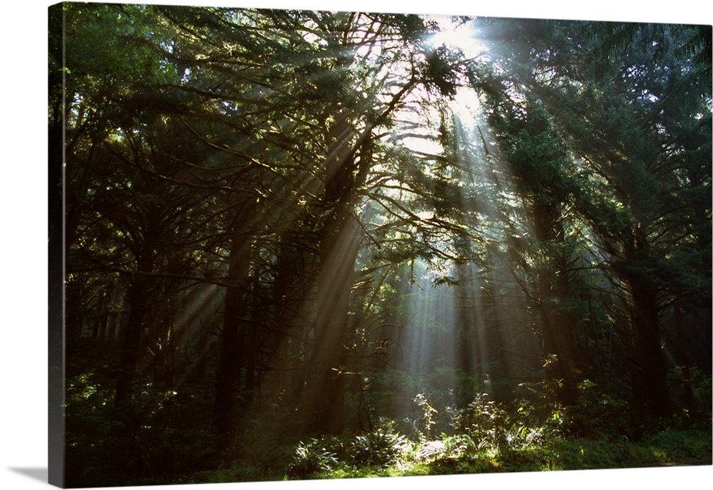 Shining sunlight crossing though a wooded grove of evergreen trees on the West Coast, falling on a bed of ferns.