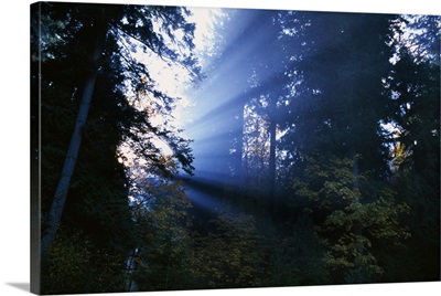 Sunbeams through misty forest, Oregon, united states,