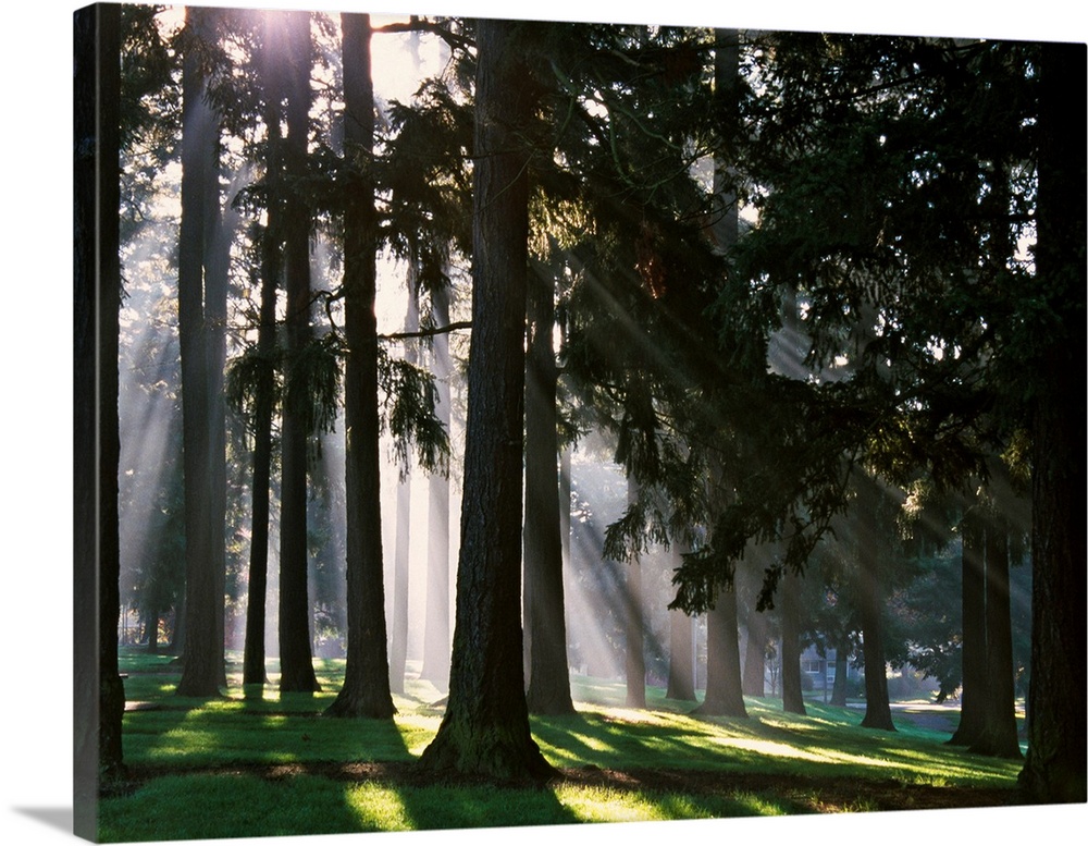 Light shining through tree trunks in a park in North West America in this landscape photograph.