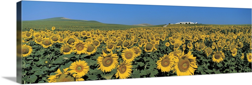 Sunflower field, Andalucia, Spain