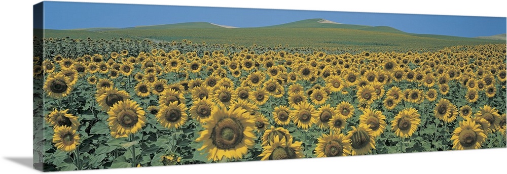 Sunflower field Andalucia Spain