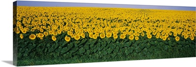 Sunflower Field MD