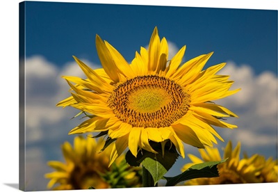 Sunflower growing in a field