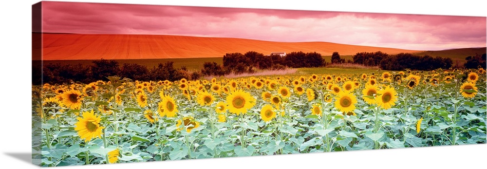 A panoramic photograph of a field of flowers and farmland in the distance on an overcast day.