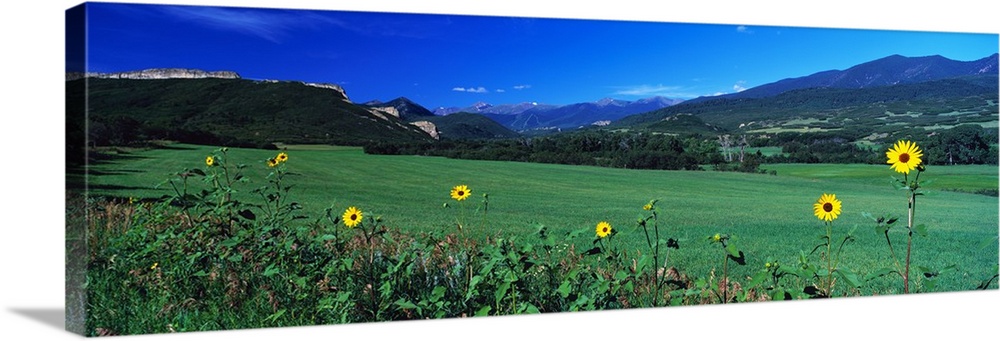 Sunflowers Cuchara Valley CO
