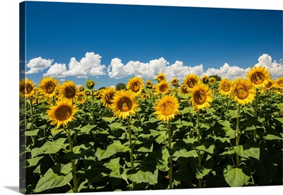 Sunflowers growing in a field