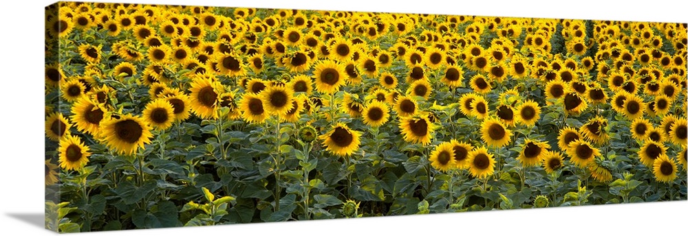 Panoramic photograph on a big wall hanging of a dense field of vibrant sunflowers in Bouches-Du-Rhone, Provence, France.