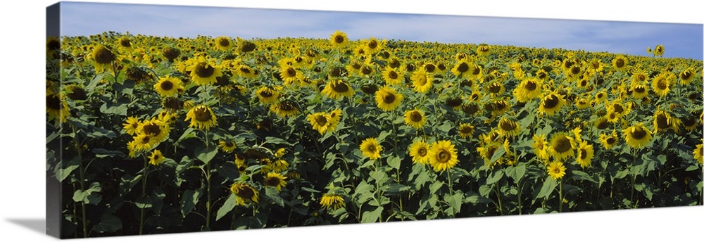 Sunflowers (Helianthus annuus) in a field, Leland, Michigan