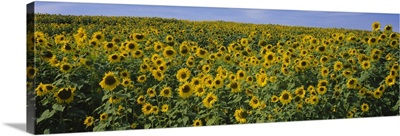 Sunflowers (Helianthus annuus) in a field, Michigan