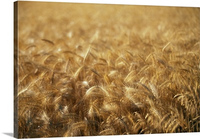 Sunlight on wheat field, blurred motion, Palouse region, Washington