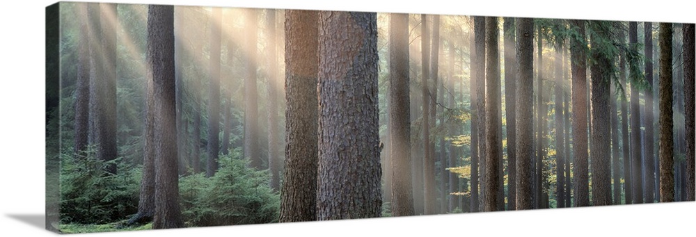 Panoramic photograph of forest with sun peering through the scattered tall tree barks.