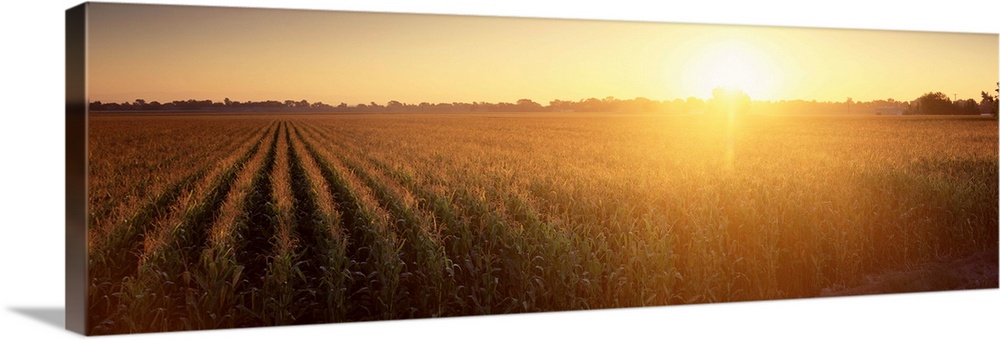Sunrise Corn Field Sacramento CA