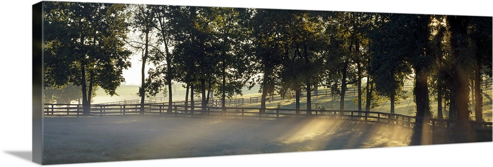 Panoramic photograph of fenced pasture surrounded by trees and fog at dawn.