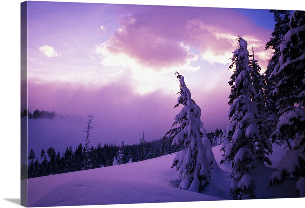 Sunrise light, snow-covered pine trees, Oregon Cascades, Oregon, united states,