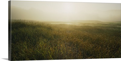 Sunrise over a marsh, California