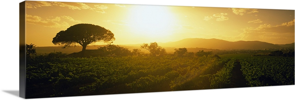 Panoramic picture taken of the sun as it rises and shines over a large vineyard.