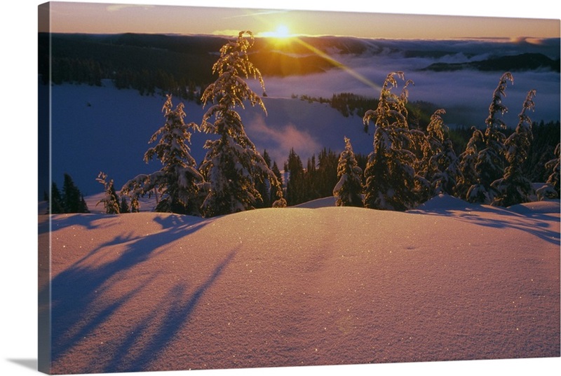 Sunrise over snowy slope, frosted pine trees, Oregon Cascades, Oregon