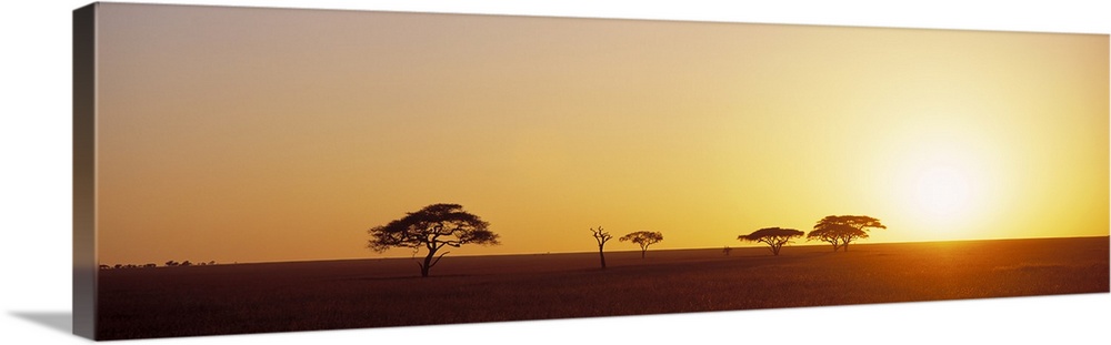 Panoramic photograph of desert  at dawn with tree silhouettes.
