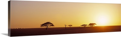 Sunrise Serengeti Tanzania Africa