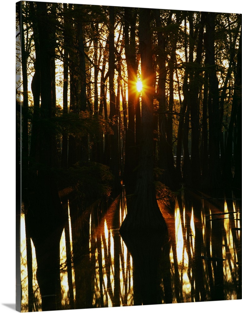 Sunrise through bald cypress trees (Taxodium distichum), water reflection, Horseshoe Lake Conservation Area, Illinois