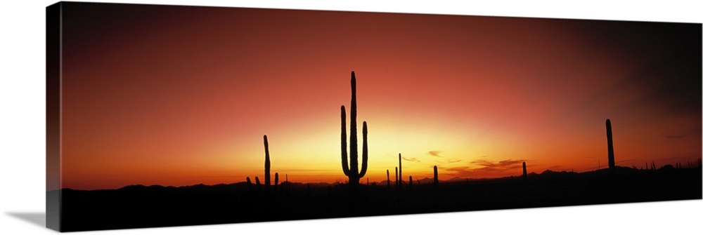 Panoramic photograph of cacti silhouettes in desert at dusk.