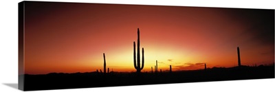 Sunset AZ
