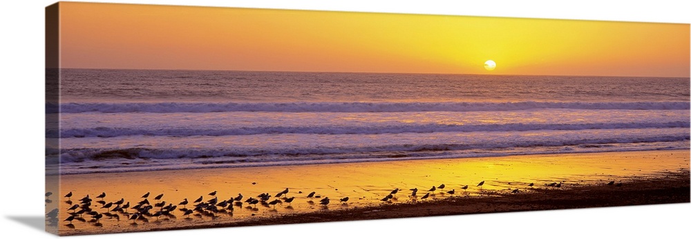 Panoramic photograph includes a large group of birds sitting on a sandy coastline in the Western United States while the P...