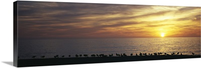 Sunset over a sea, Gulf of Mexico, Venice Beach, Venice, Florida
