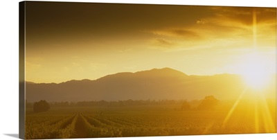 Sunset over vineyard, Napa Valley, California