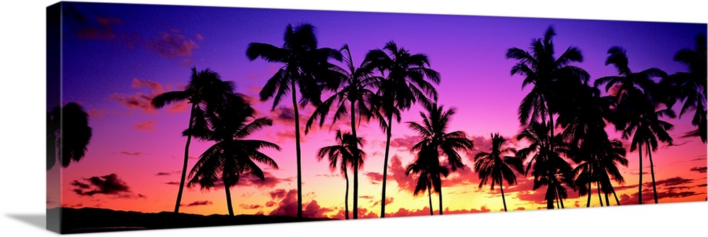 Sunset Palm Trees Oahu HI