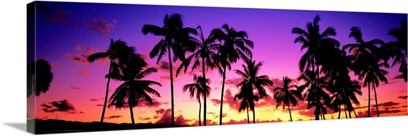 Sunset Palm Trees Oahu HI | Great Big Canvas