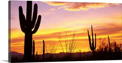 Sunset Saguaro Cactus Saguaro National Park AZ