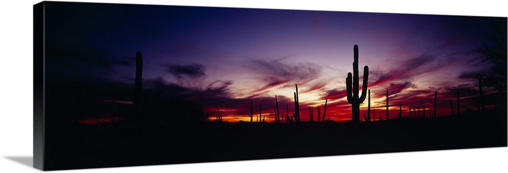 Sunset Saguaro National Monument AZ Wall Art, Canvas Prints, Framed ...