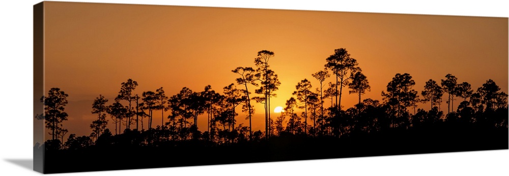 Sunset Silhouette of slash pine trees, Everglades National Park, FL, USA