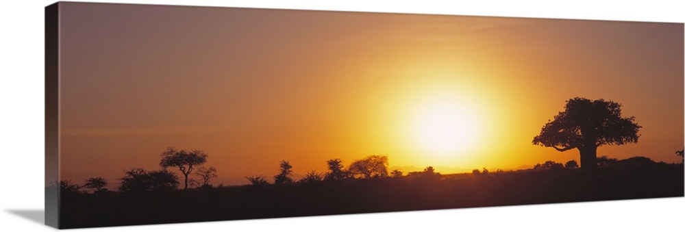 Sunset Tarangire Tanzania Africa