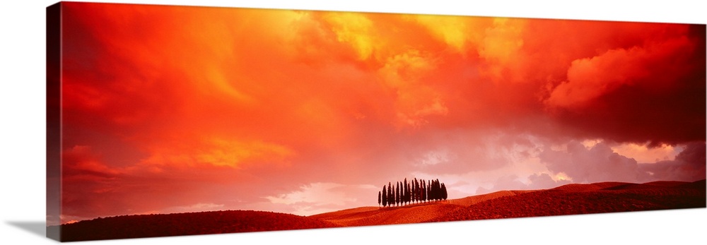 A cluster of a cypress trees grow on a hill in the rolling country side in this panoramic wall art.